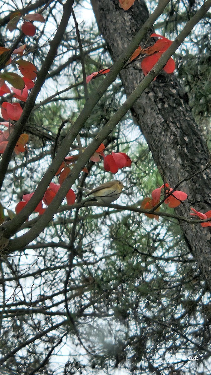 Red-breasted Flycatcher - ML643177711