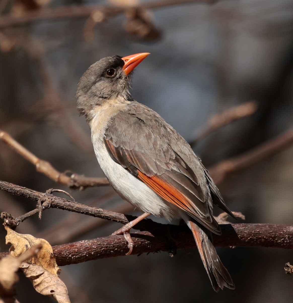 Red-headed Weaver - ML643177721
