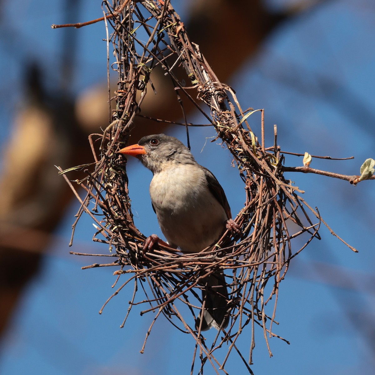 Red-headed Weaver - ML643177722