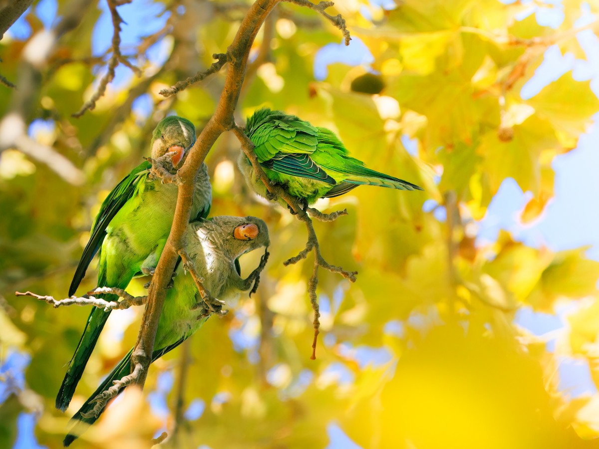 Monk Parakeet - ML643177732