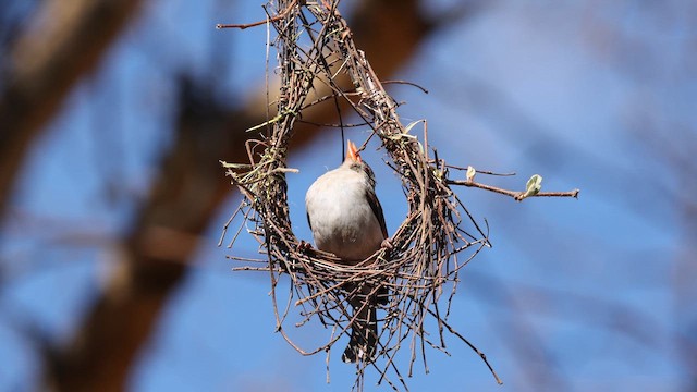 Red-headed Weaver - ML643177733