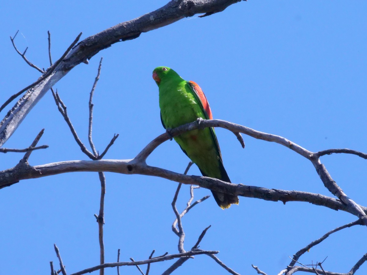 Red-winged Parrot - ML643177752