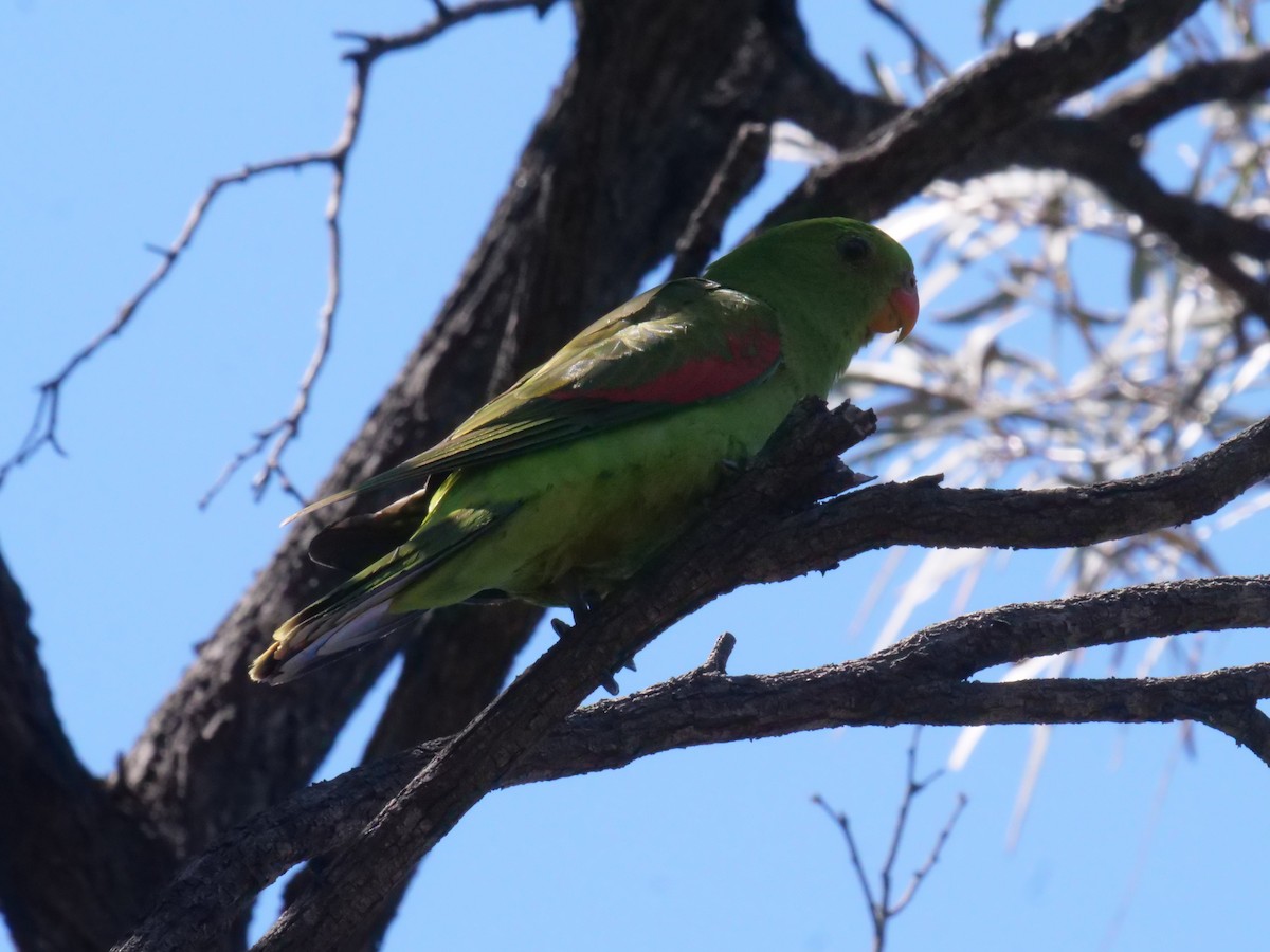 Red-winged Parrot - ML643177753