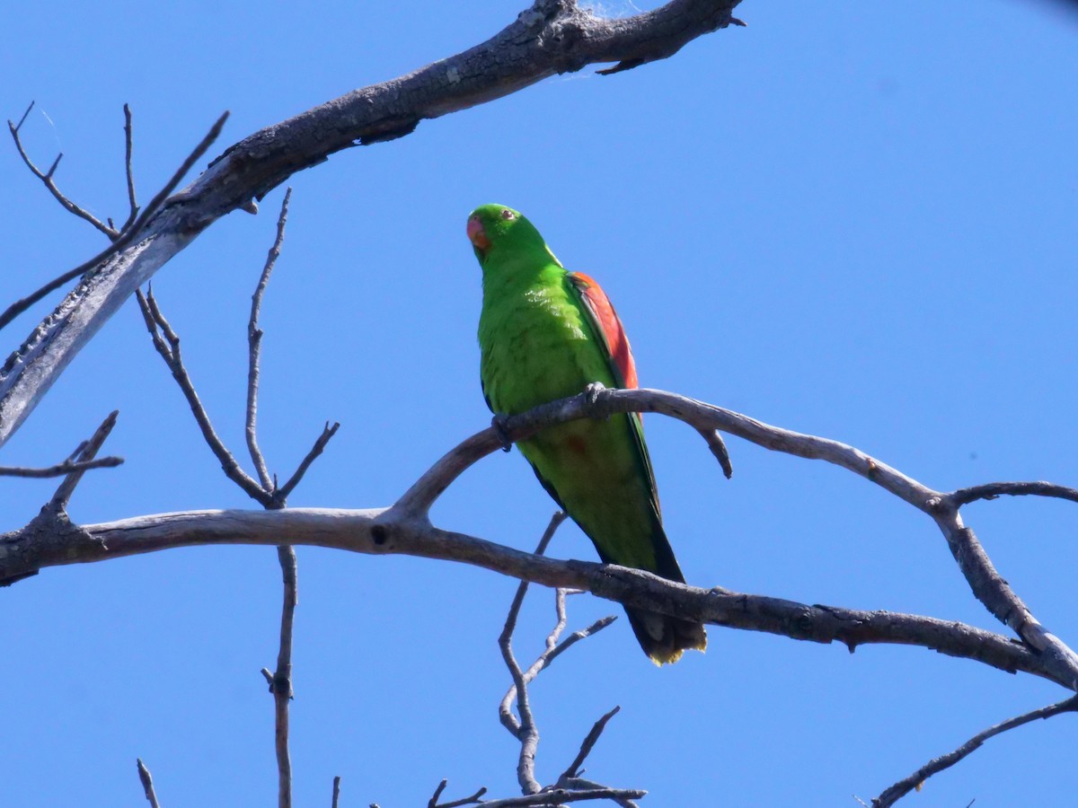 Red-winged Parrot - ML643177754