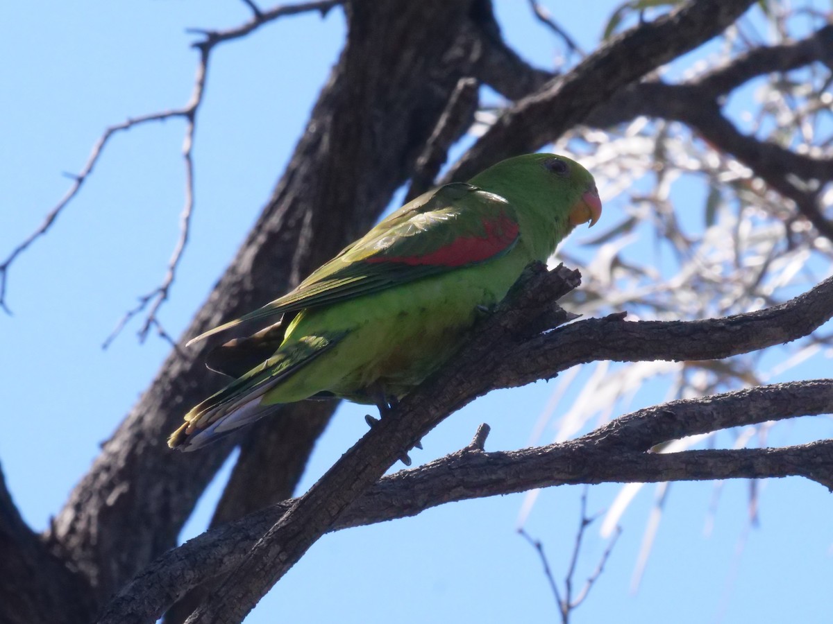 Red-winged Parrot - ML643177755