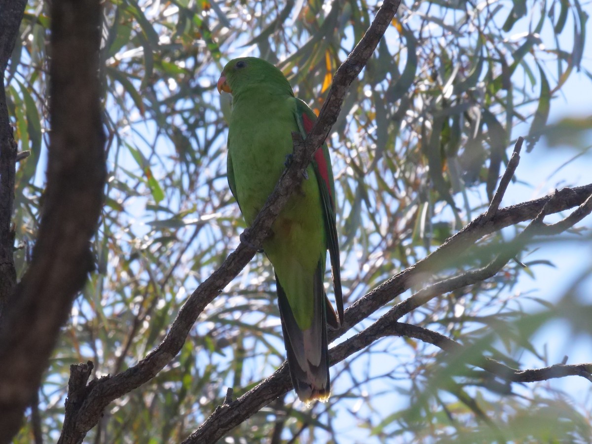 Red-winged Parrot - ML643177756