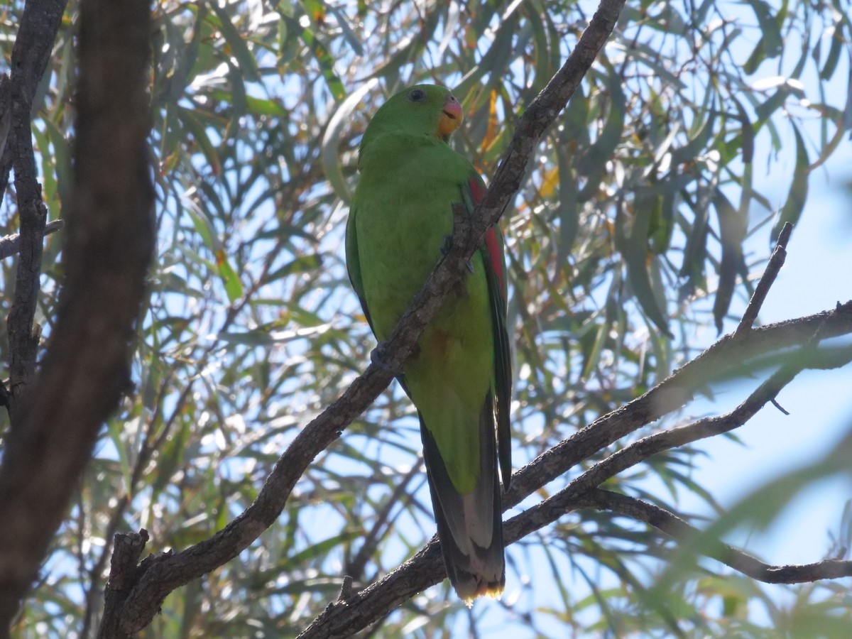 Red-winged Parrot - ML643177757