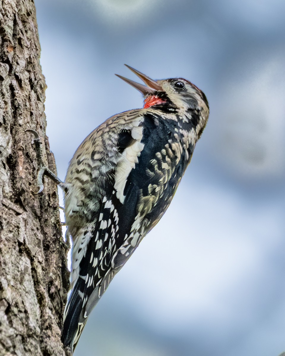 Yellow-bellied Sapsucker - ML643177776