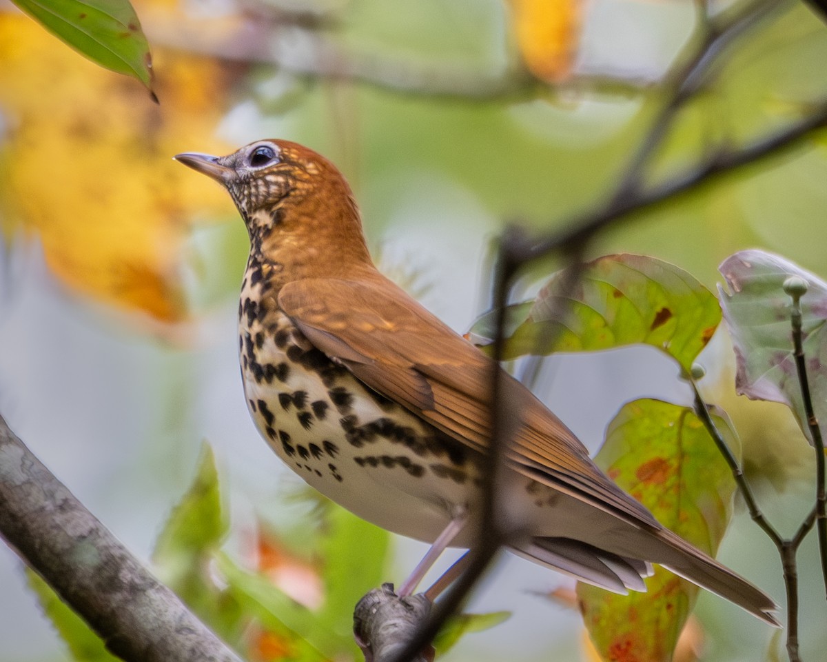 Wood Thrush - ML643177780