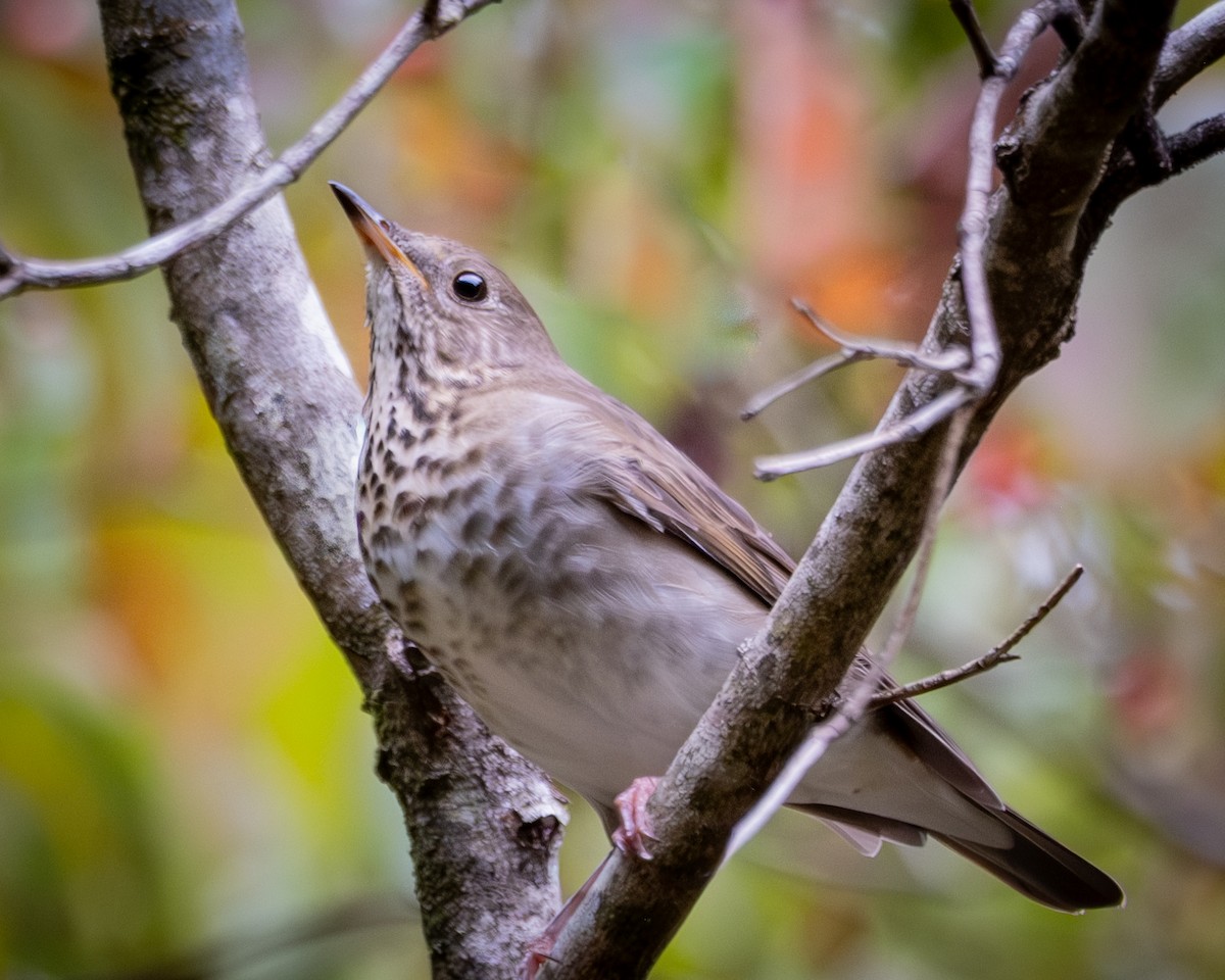 Gray-cheeked Thrush - ML643177783
