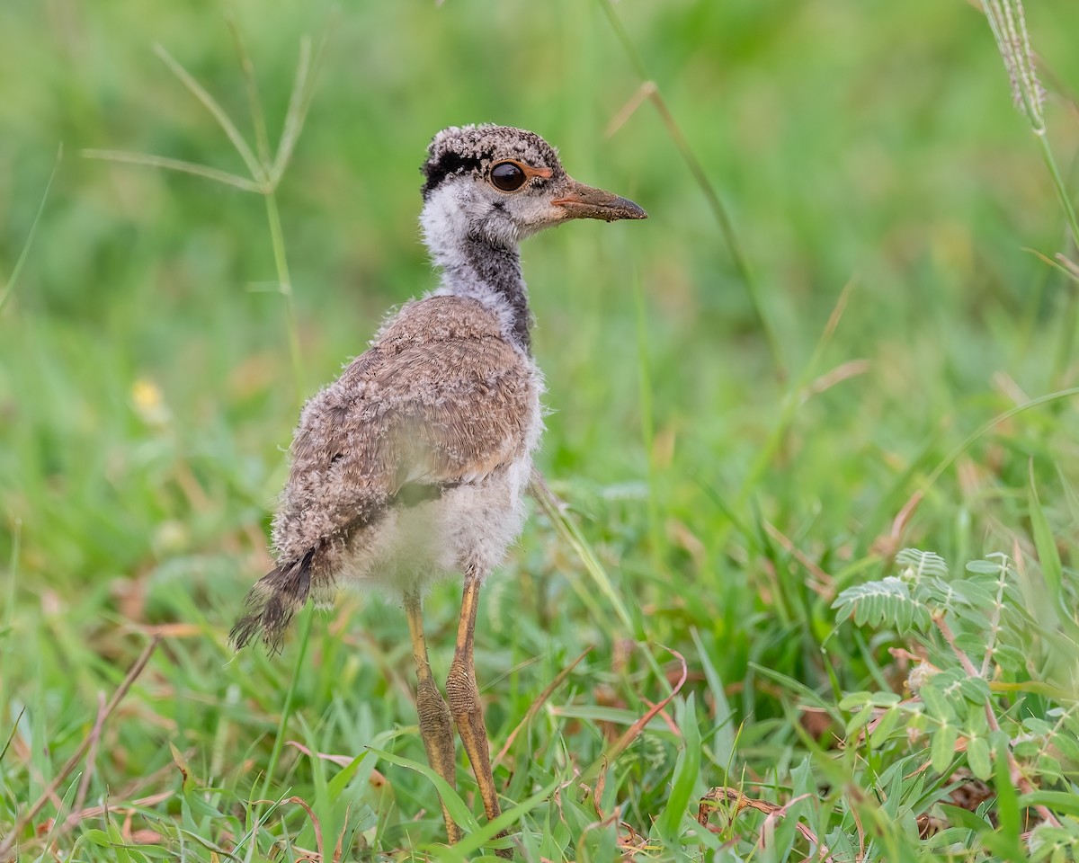 Red-wattled Lapwing - ML643177785