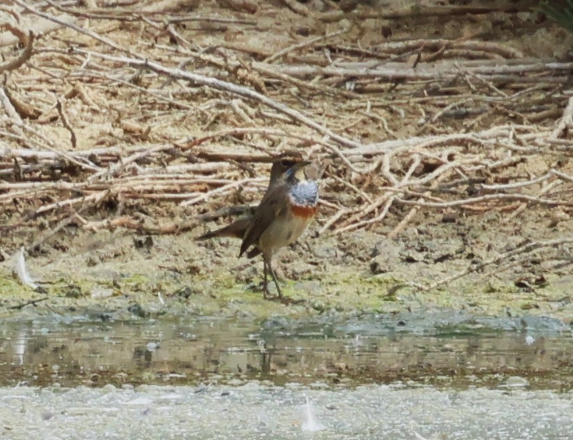 Bluethroat - Faustino Chamizo Ragel