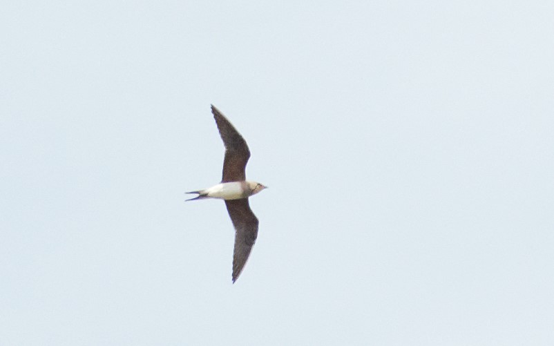 Collared Pratincole - ML643177790
