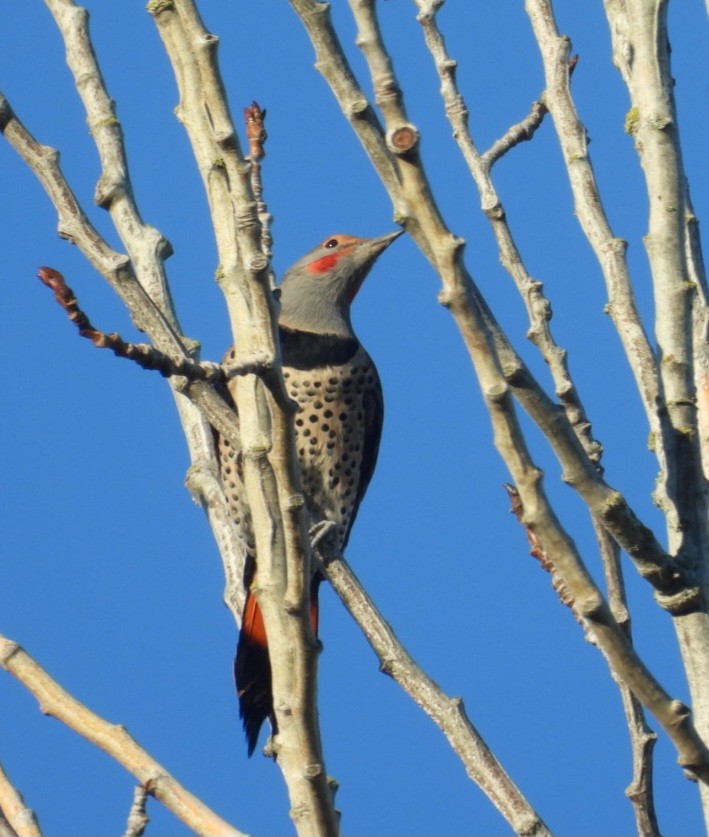 Northern Flicker (Red-shafted) - ML643177792