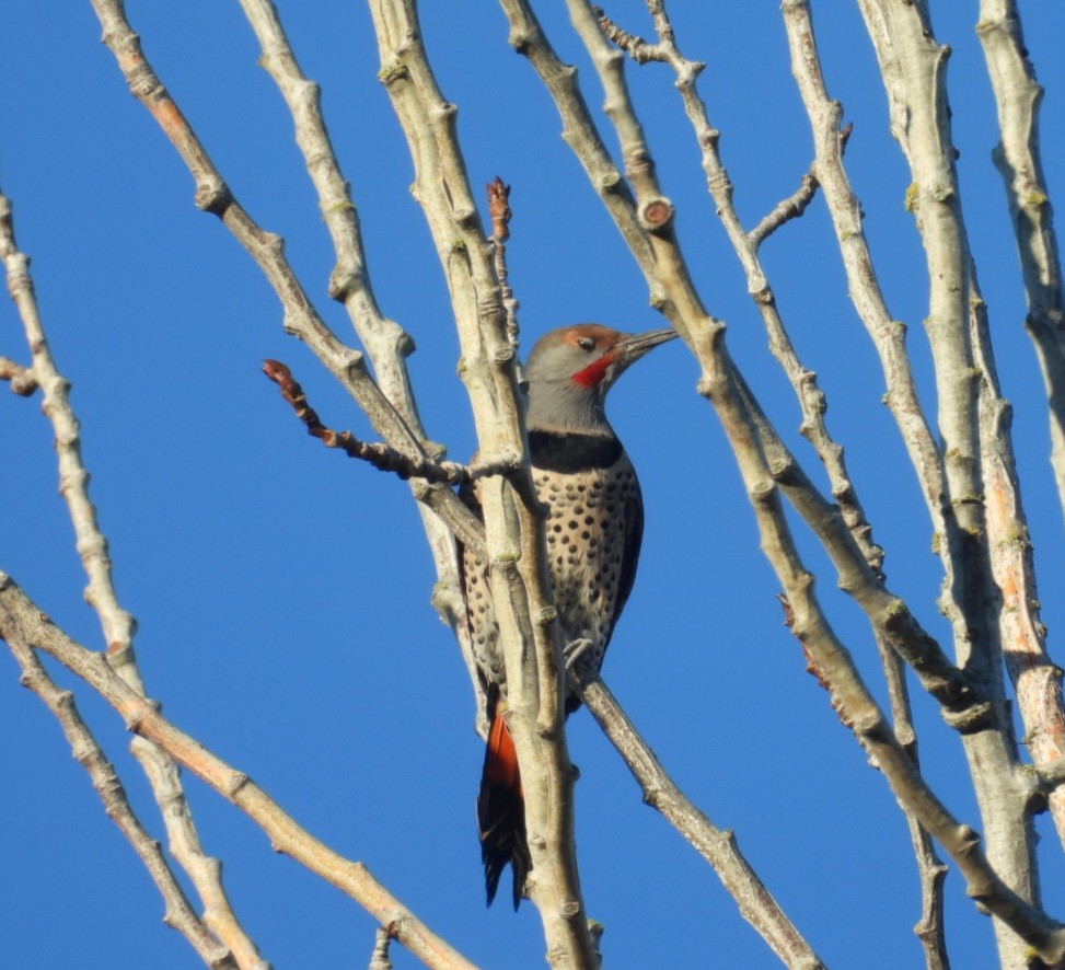 Northern Flicker (Red-shafted) - ML643177793