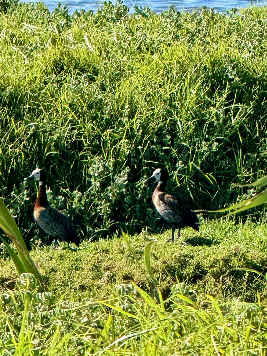 White-faced Whistling-Duck - ML643177819