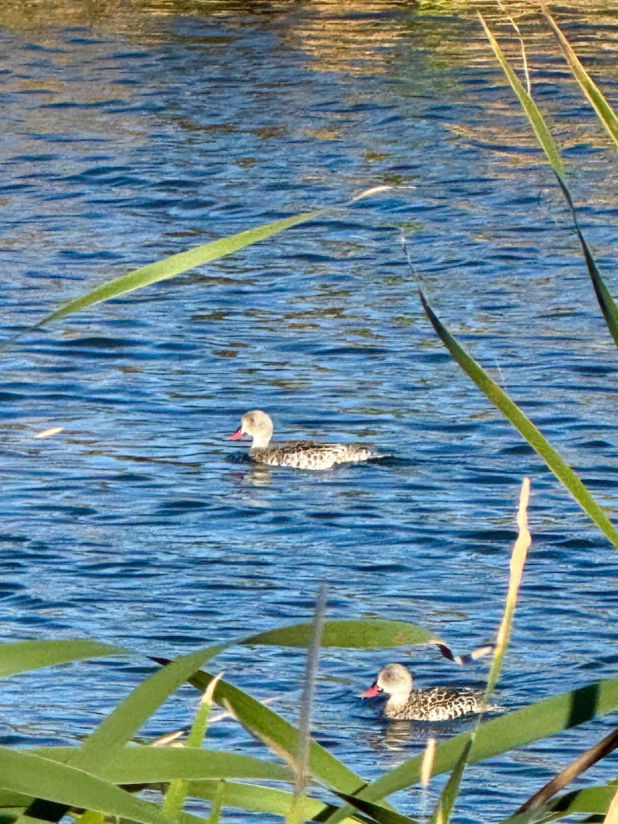 Canard du Cap - ML643177829