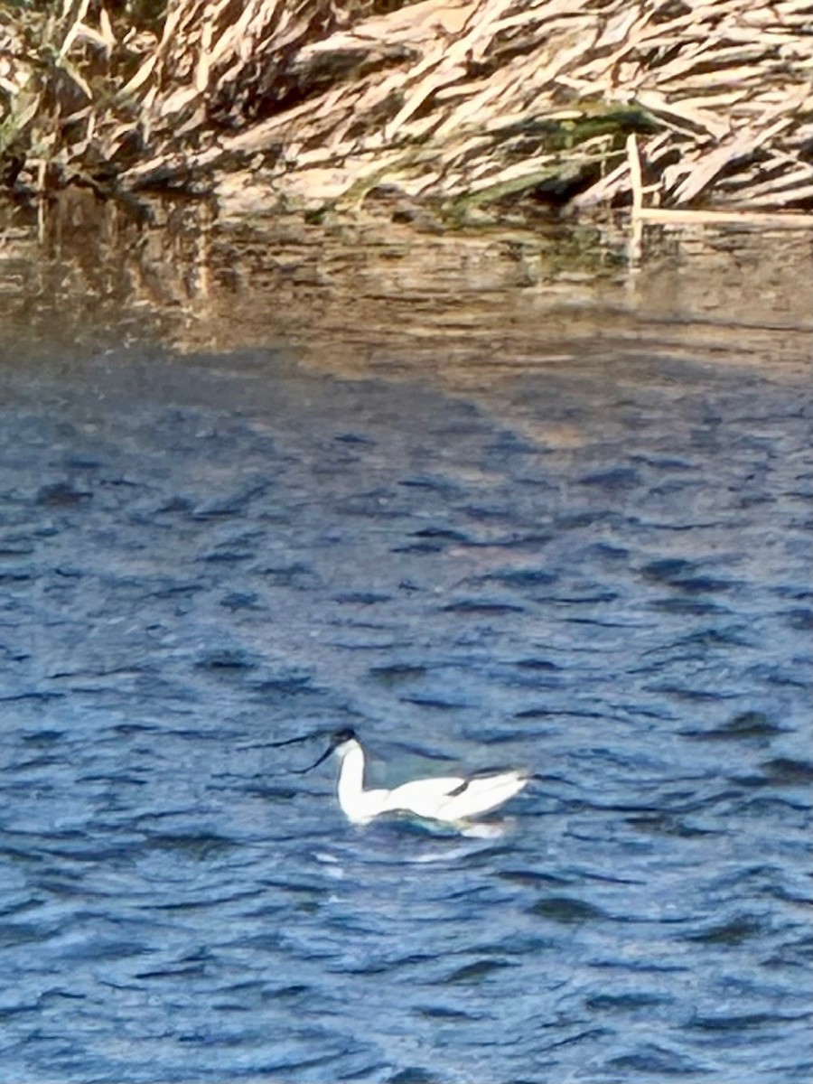 Avocetta - ML643177834