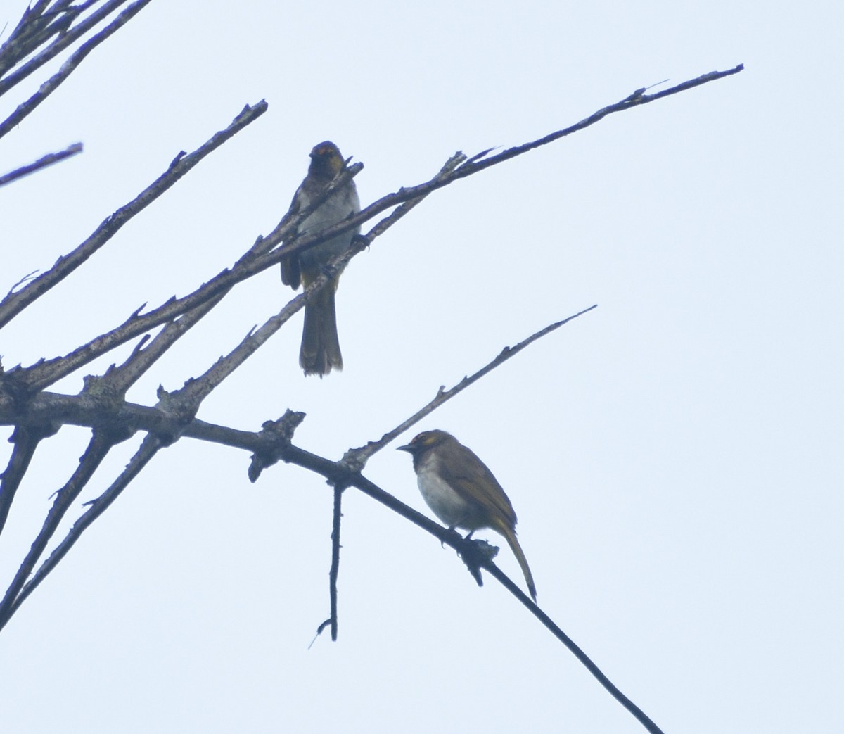 Orange-spotted Bulbul - ML643177843