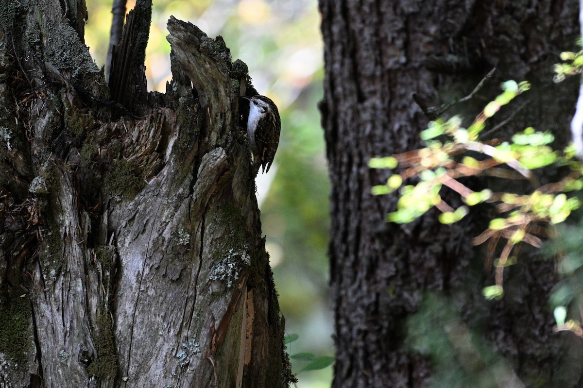 Hodgson's Treecreeper - ML643177905