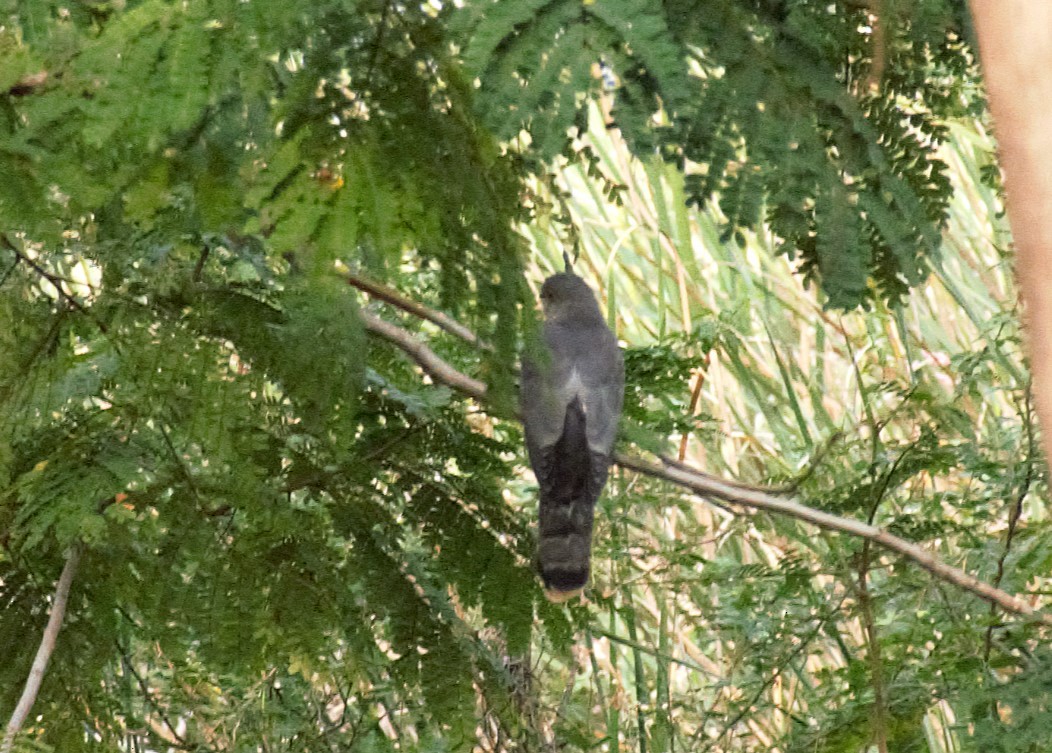 Cuco Pechigrís - ML643177920