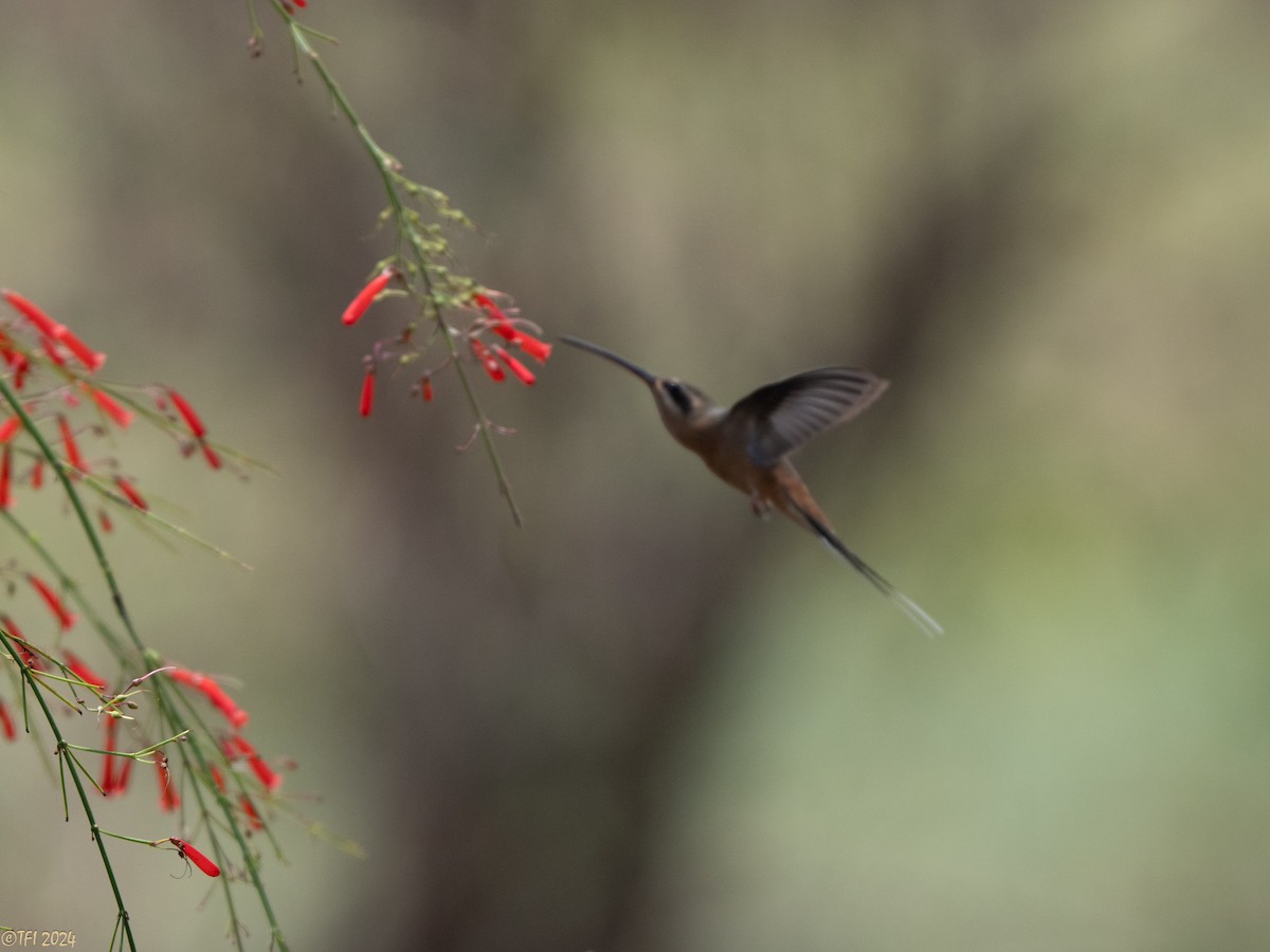 Planalto Hermit - ML643177943