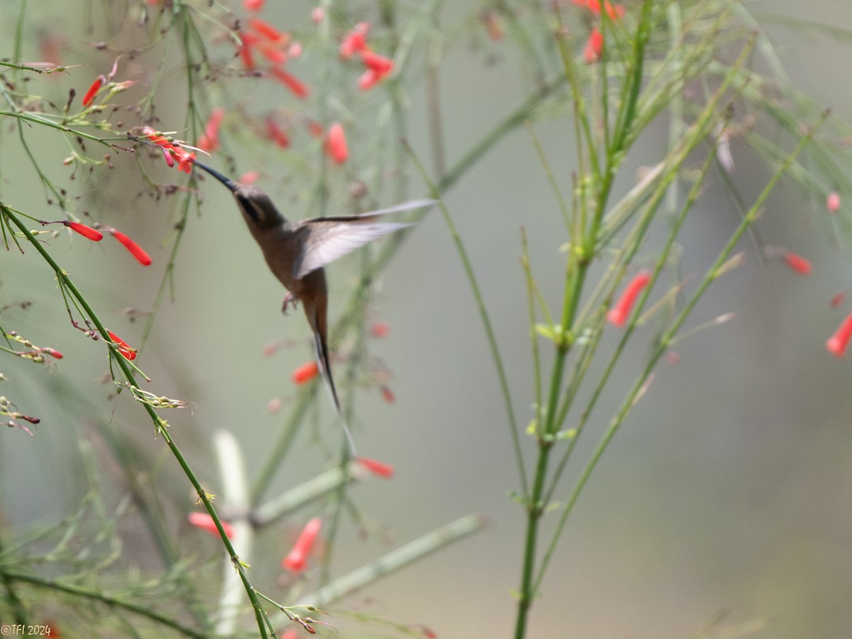 Planalto Hermit - ML643177945