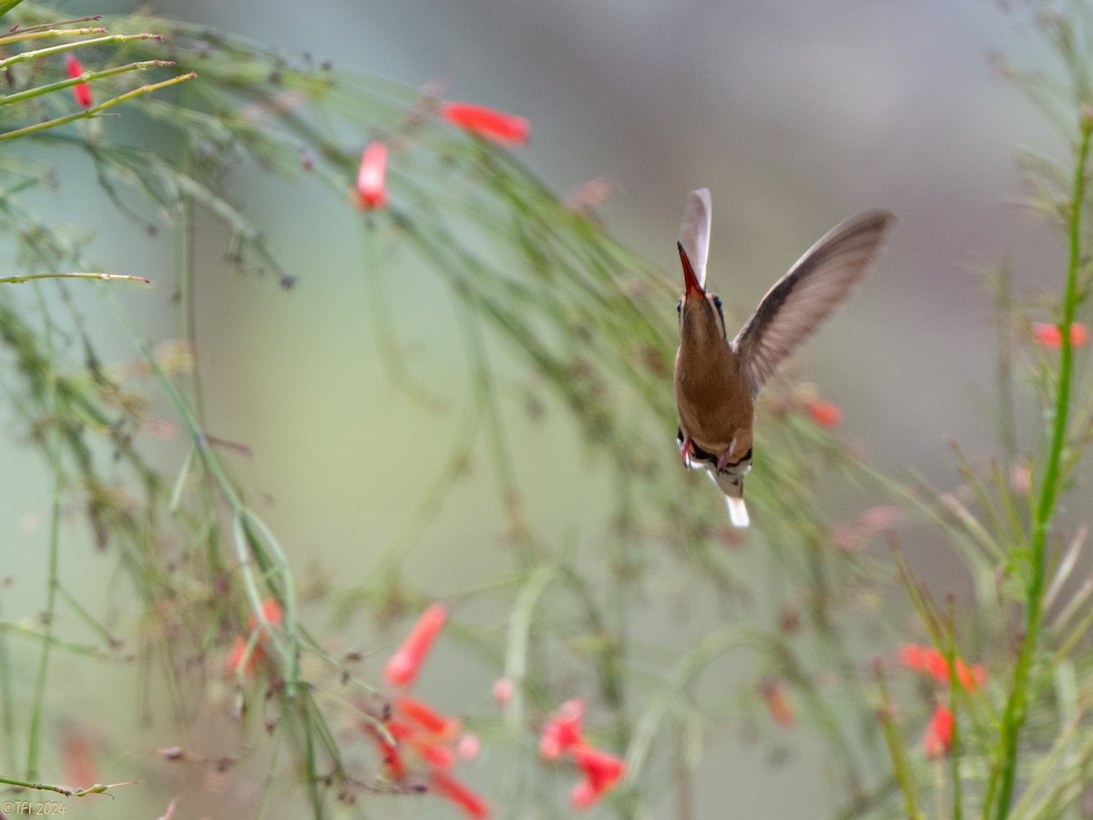Planalto Hermit - ML643177946