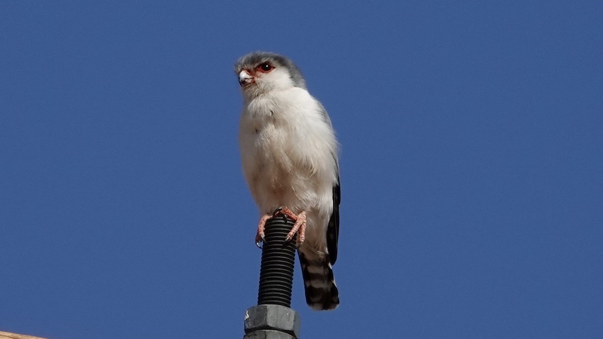 Pygmy Falcon - ML643177957