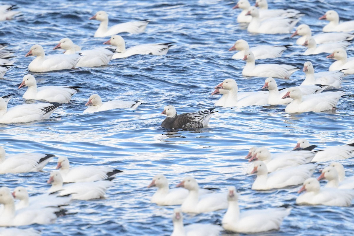 Ross's Goose - ML643177968