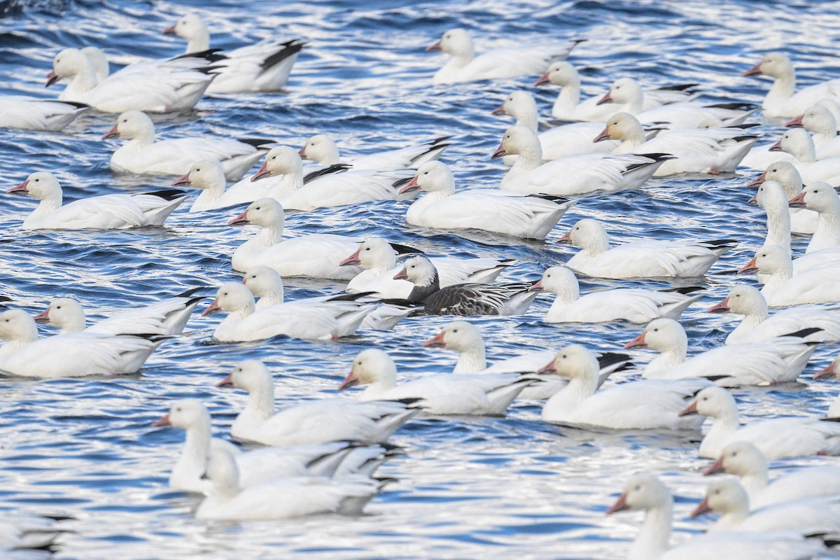 Ross's Goose - ML643177971