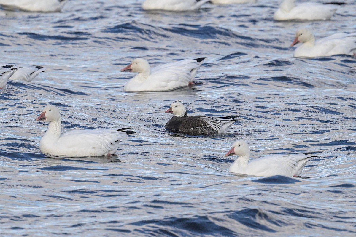 Ross's Goose - ML643177972