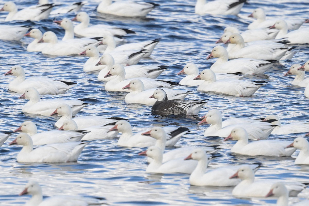 Ross's Goose - ML643177973