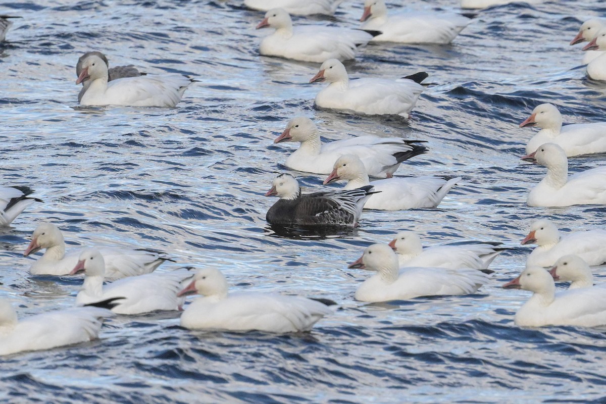 Ross's Goose - ML643177974