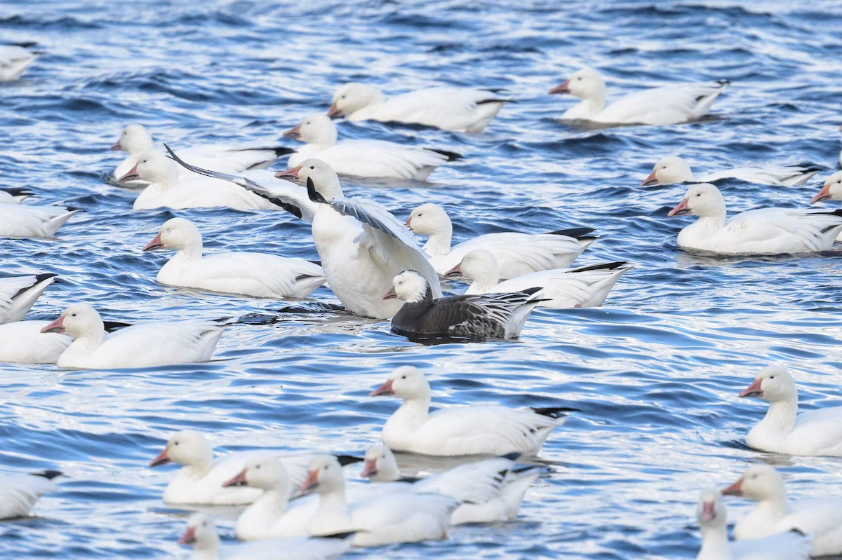 Ross's Goose - ML643177977