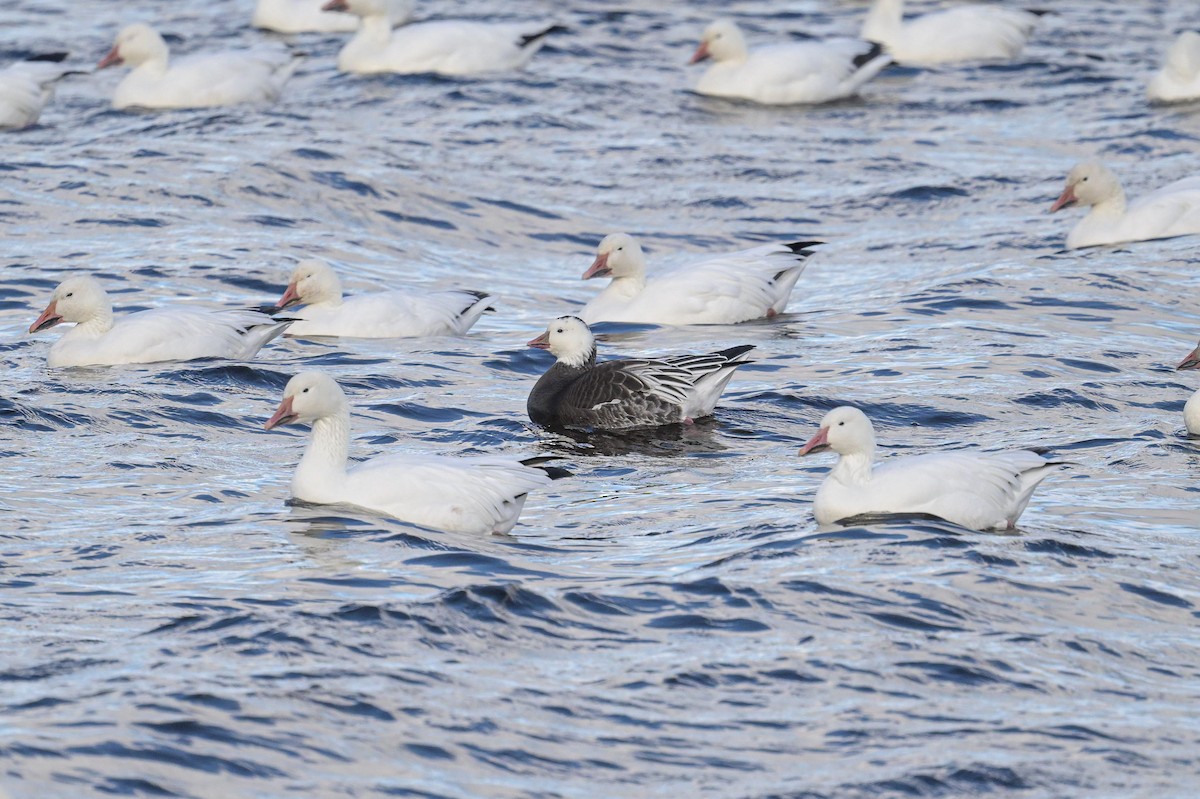 Ross's Goose - ML643177979