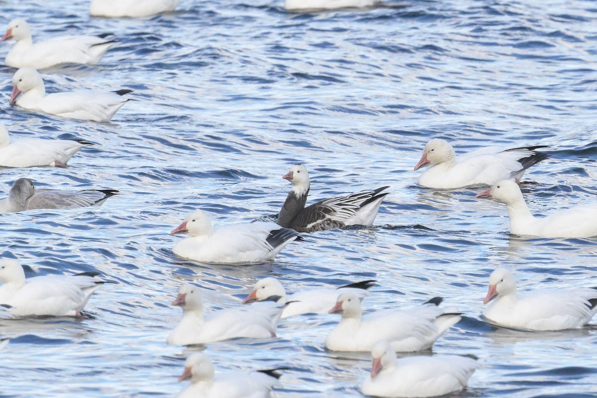 Ross's Goose - ML643177980