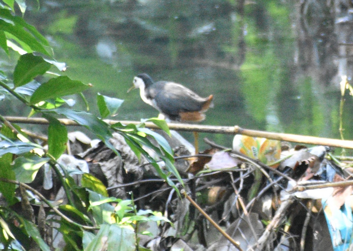 chřástal běloprsý - ML643177990