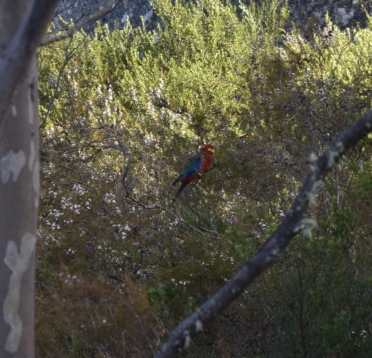 Western Rosella - ML643178003