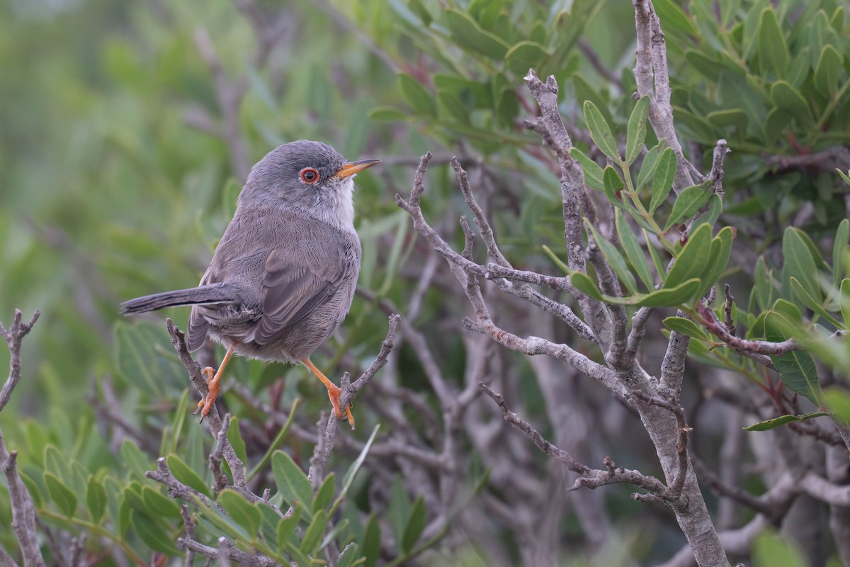 Balearic Warbler - ML643178006
