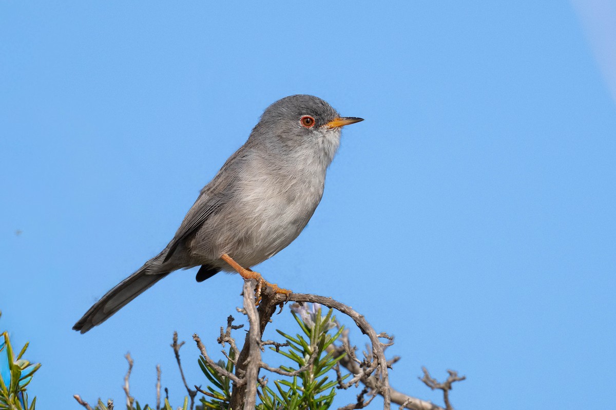Balearic Warbler - ML643178007