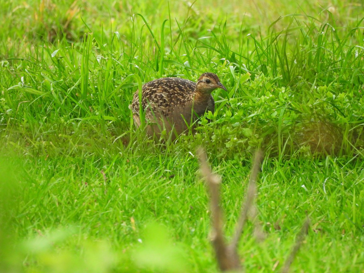Chilean Tinamou - ML643178017