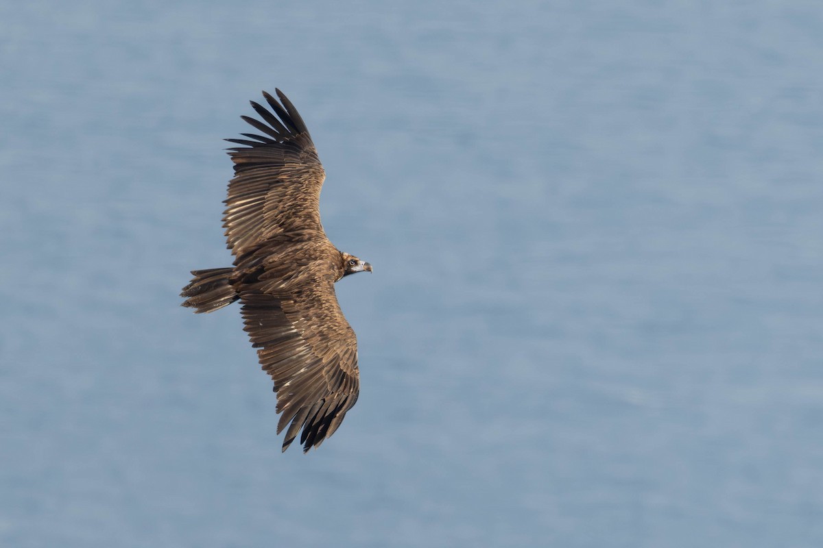 クロハゲワシ - ML643178022