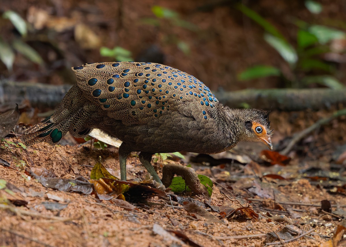 Malayan Peacock-Pheasant - ML643178027