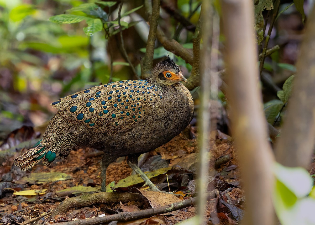 Malayan Peacock-Pheasant - ML643178028