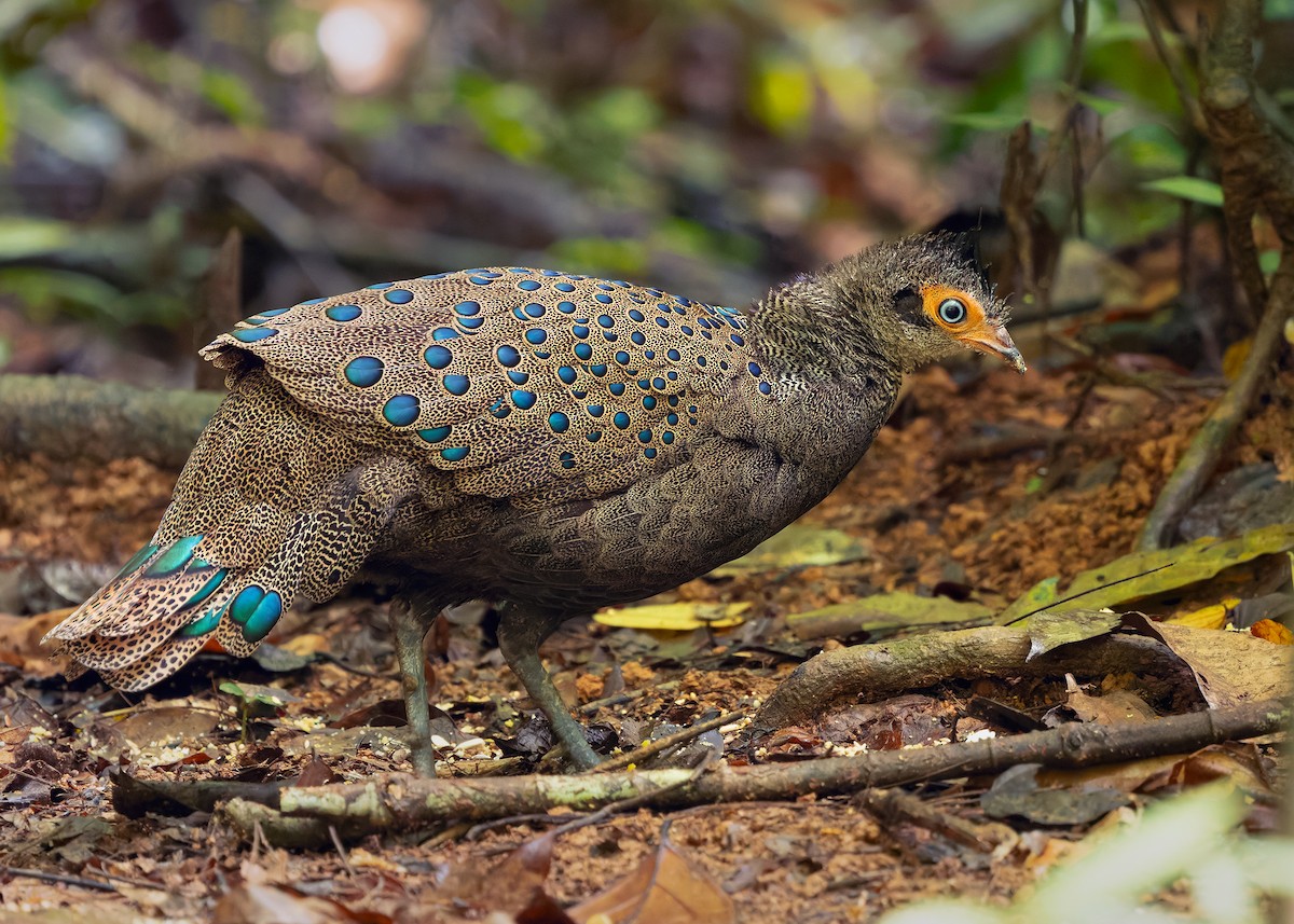 Malayan Peacock-Pheasant - ML643178029
