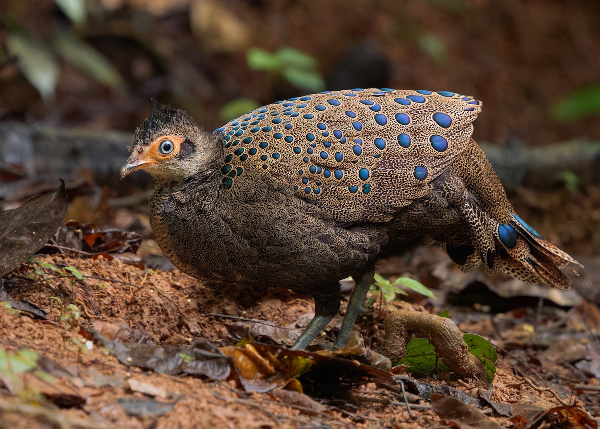 Malayan Peacock-Pheasant - ML643178030