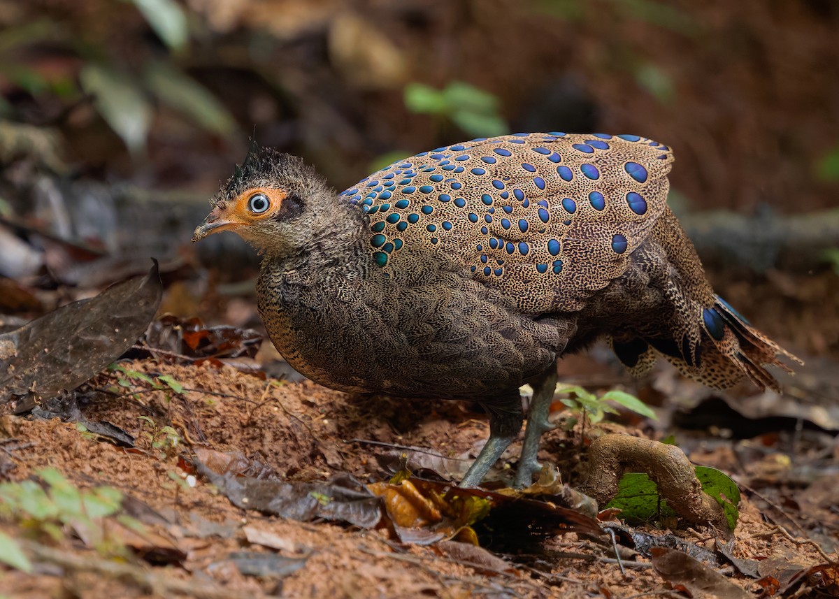 Malayan Peacock-Pheasant - ML643178031