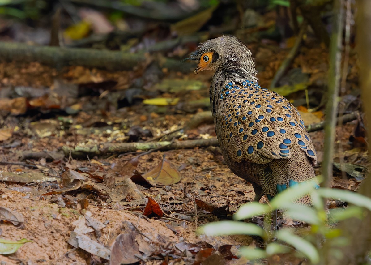 Malayan Peacock-Pheasant - ML643178032