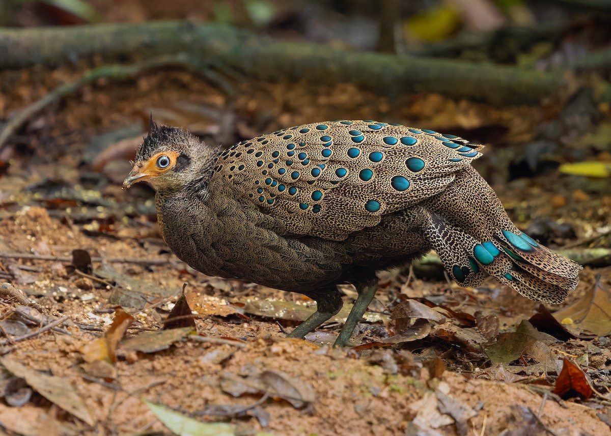 Malayan Peacock-Pheasant - ML643178033
